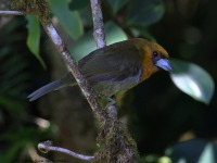 A10A8074Prong-billed_Barbet