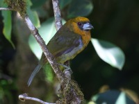 A10A8077Prong-billed_Barbet