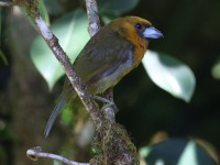 A10A8080Prong-billed_Barbet