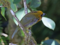 A10A8084Prong-billed_Barbet