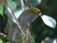 A10A8086Prong-billed_Barbet