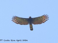 A10A8152Black_Hawk-Eagle