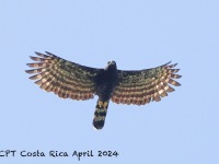 A10A8167Black_Hawk-Eagle