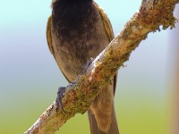 A10A8227Yellow-faced_Grassquit