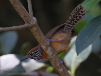 A10A8232Rufous-breasted_Wren