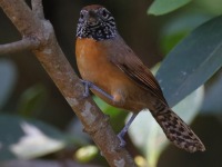 A10A8238Rufous-breasted_Wren