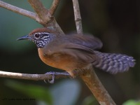 A10A8244Rufous-breasted_Wren