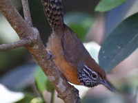 A10A8306Rufous-breasted_Wren