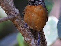 A10A8317Rufous-breasted_Wren