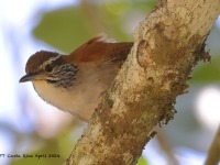 A10A8348Rufous-and-white_Wren