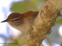 A10A8352Rufous-and-white_Wren