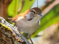 A10A8363Rufous-and-white_Wren