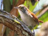 A10A8367Rufous-and-white_Wren