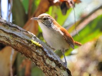 A10A8369Rufous-and-white_Wren