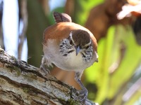 A10A8372Rufous-and-white_Wren