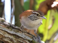 A10A8376Rufous-and-white_Wren