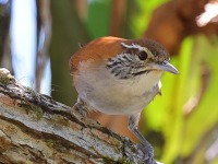 A10A8378Rufous-and-white_Wren