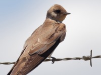 A10A8413Southern_Rough-winged_Swallow