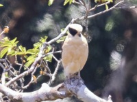A10A8467Laughing_Falcon