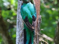 A10A8535Female_Resplendent_Quetzal