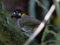 A10A8609White-eared_Ground-Sparrow