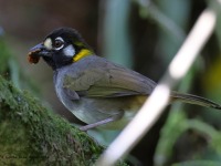 A10A8612White-eared_Ground-Sparrow