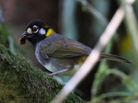 A10A8615White-eared_Ground-Sparrow