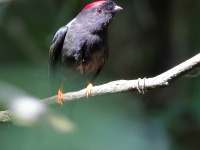 A10A8632Long-tailed_Manakin