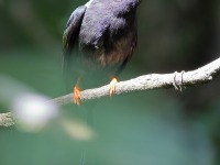 A10A8633Long-tailed_Manakin