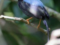 A10A8637Long-tailed_Manakin