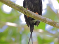 A10A8647Long-tailed_Manakin