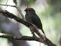 A10A8660Long-tailed_Manakin