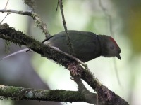 A10A8663Long-tailed_Manakin