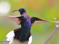 A10A8669Violet_Sabrewing