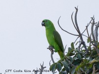 A10A8801Yellow-naped_Parrot