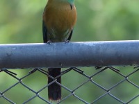 A10A8838Lessons_Motmot