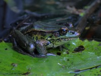 A10A8861Forreri_Leopard_Frog