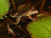 A10A8891Forreri_Leopard_Frog