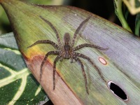 A10A8893Costa_Rican_Wolf_Spider