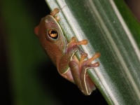 A10A8896Golden-eyed_Tree-frog