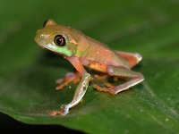 A10A8898Golden-eyed_Tree-Frog