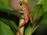 A10A8901Golden-eyed_Tree-frog