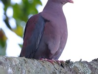A10A8952Red-billed_Pigeon