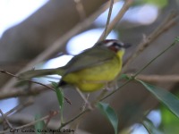 A10A9008Chestnut-capped_Warbler