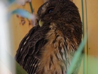 A10A9050Mottled_Owl