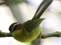 A10A9084Chestnut-capped_Warbler