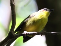 A10A9091Chestnut-capped_Warbler