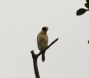 IMG_8021Laughing_Falcon