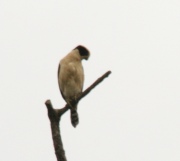 IMG_8023_LaughingFalcon_1