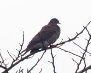 IMG_8141Red-billed_Pigeon_Crop